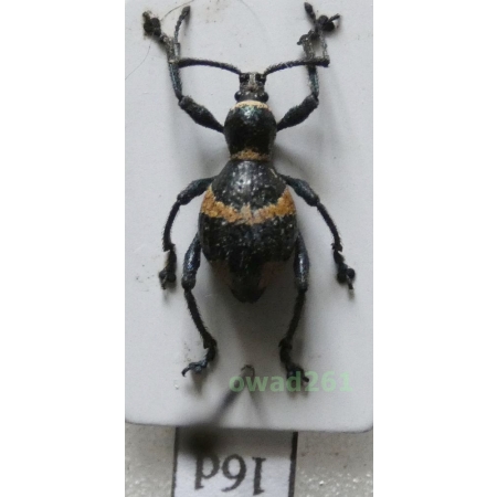 Calidiopsis speciosa Heller, 1913 female Philippines16d
